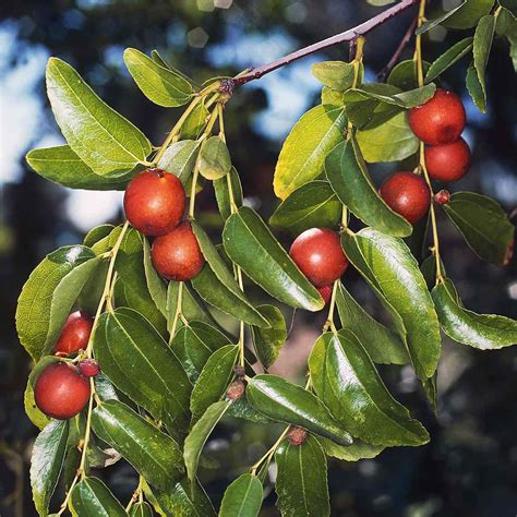 ju ji fruit|can you eat jujube seeds.